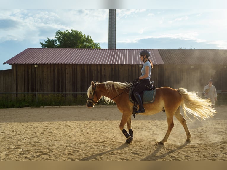 Haflinger Wallach 4 Jahre 150 cm in Bayreuth