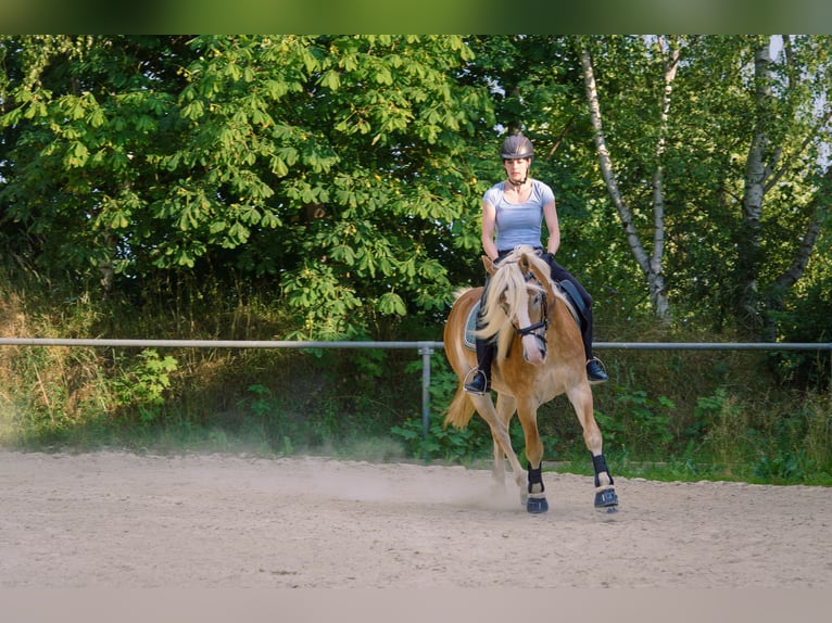 Haflinger Wallach 4 Jahre 150 cm in Bayreuth