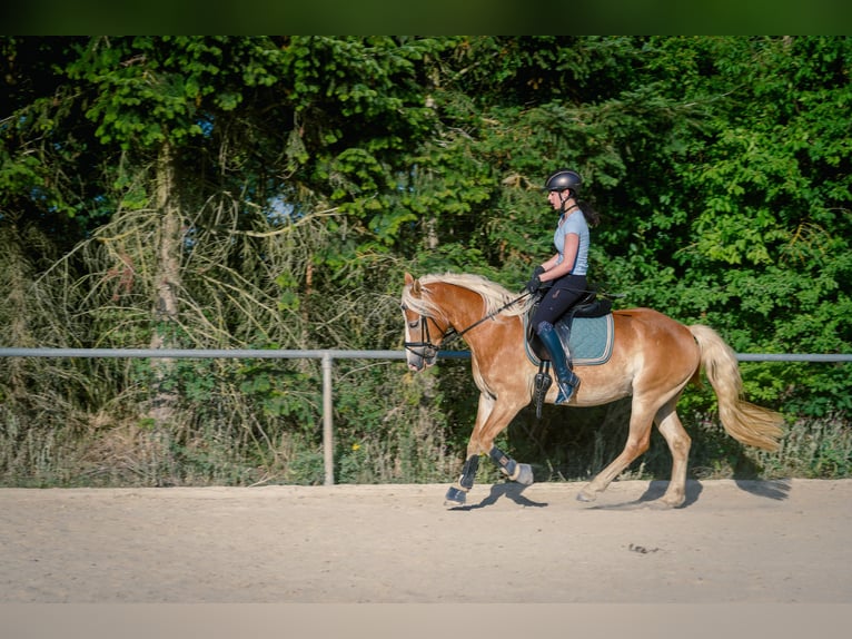 Haflinger Wallach 4 Jahre 150 cm in Bayreuth