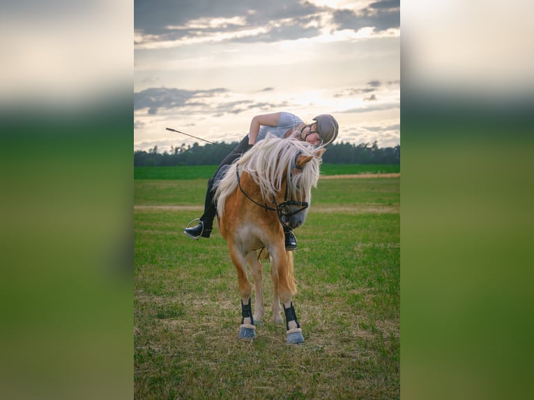 Haflinger Wallach 4 Jahre 150 cm in Bayreuth
