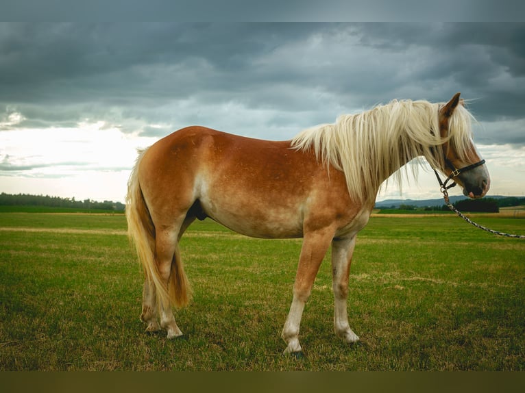 Haflinger Wallach 4 Jahre 150 cm in Bayreuth