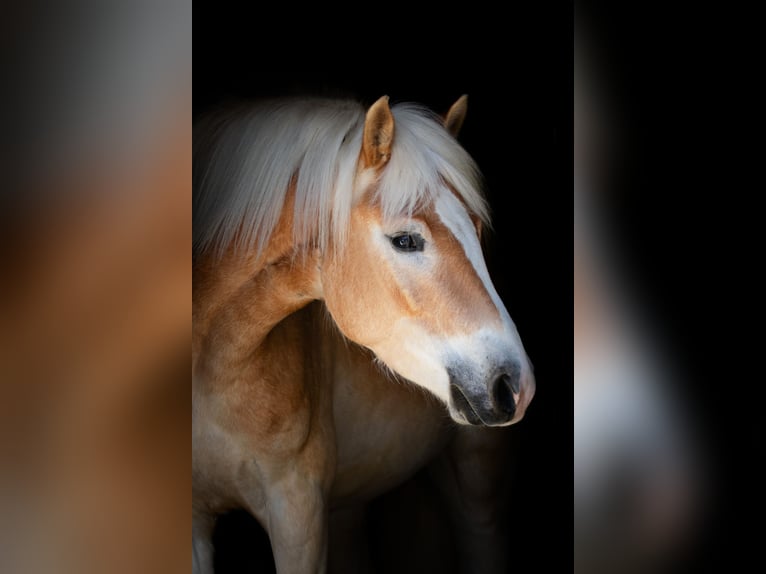 Haflinger Wallach 4 Jahre 150 cm in Distelberg