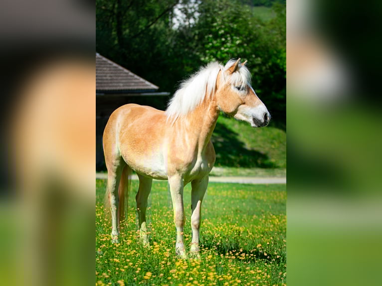Haflinger Wallach 4 Jahre 150 cm in Distelberg