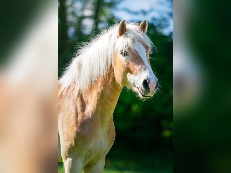 Haflinger Wallach 4 Jahre 150 cm in Distelberg