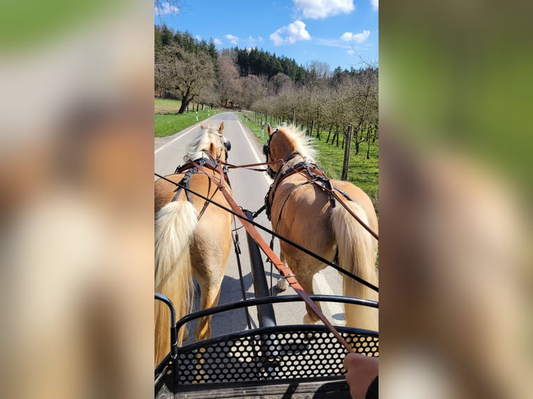 Haflinger Wallach 4 Jahre 150 cm  in Deggenhausertal