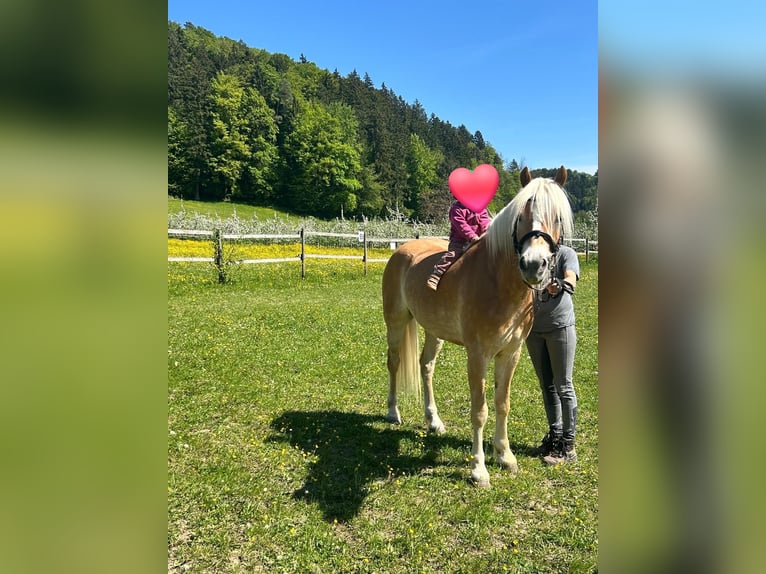 Haflinger Wallach 4 Jahre 150 cm  in Deggenhausertal