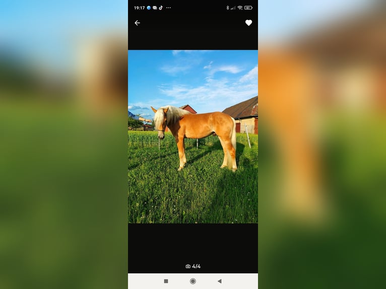 Haflinger Wallach 4 Jahre 150 cm in Oberrieden