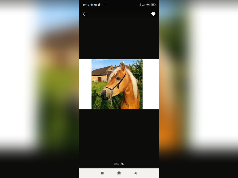 Haflinger Wallach 4 Jahre 150 cm in Oberrieden