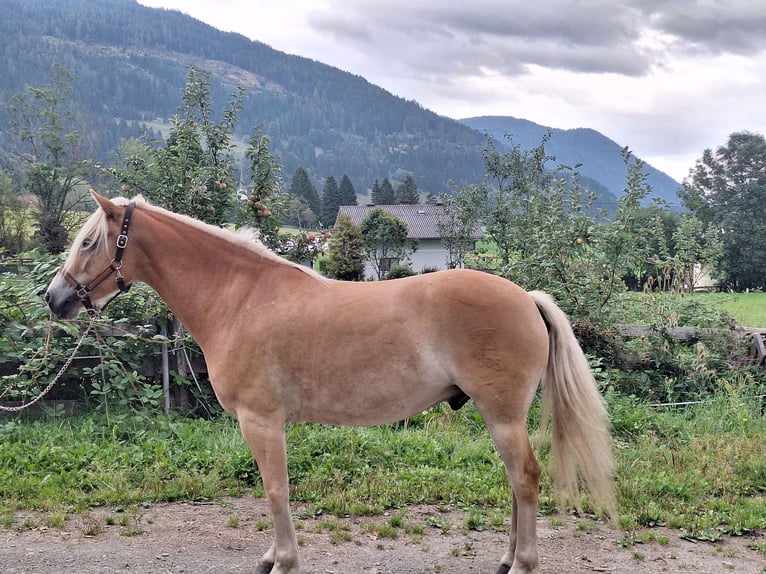 Haflinger Wallach 4 Jahre 150 cm Fuchs in Mitterdorf