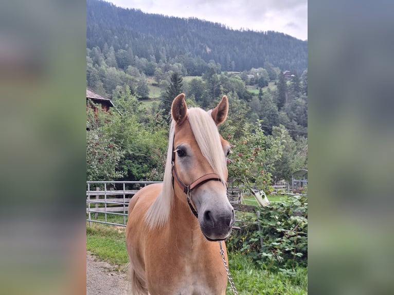 Haflinger Wallach 4 Jahre 150 cm Fuchs in Mitterdorf