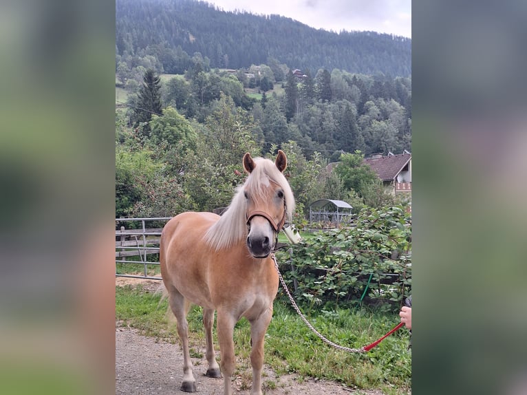 Haflinger Wallach 4 Jahre 150 cm Fuchs in Mitterdorf