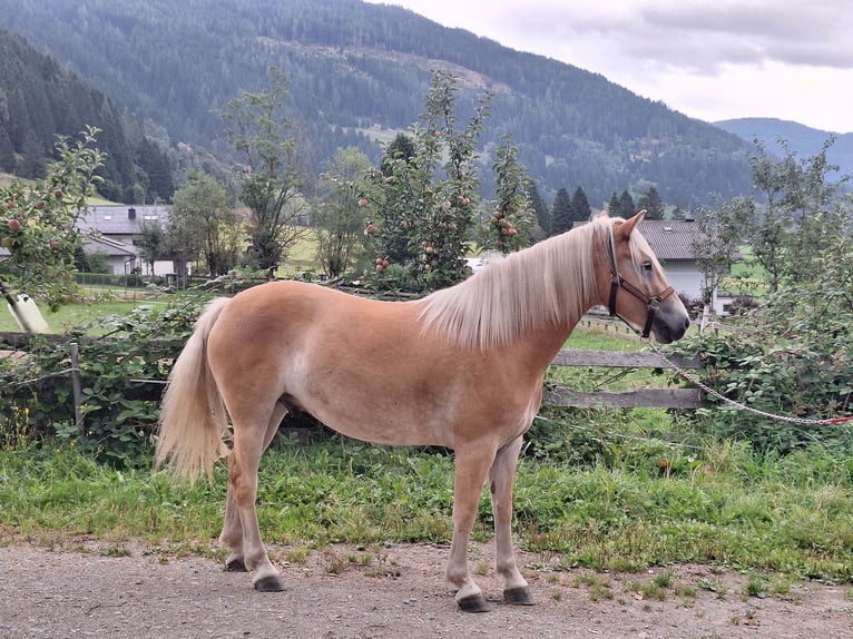 Haflinger Wallach 4 Jahre 150 cm Fuchs in Mitterdorf
