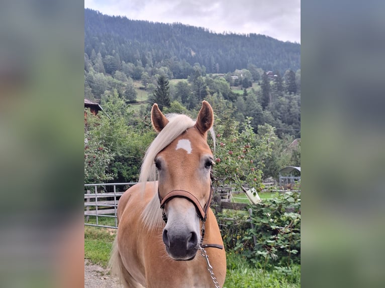 Haflinger Wallach 4 Jahre 150 cm Fuchs in Mitterdorf