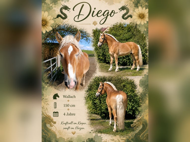 Haflinger Mix Wallach 4 Jahre 150 cm Fuchs in neu Gaarz
