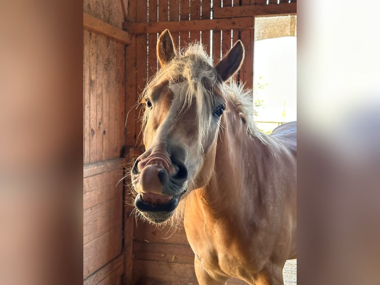 Haflinger Wallach 4 Jahre 150 cm Fuchs in Steyregg