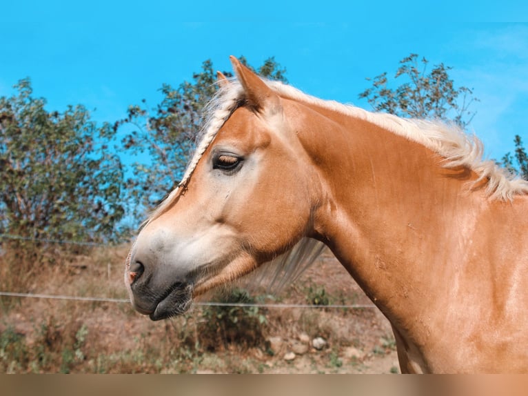 Haflinger Wallach 4 Jahre 150 cm Fuchs in Steyregg