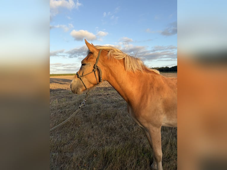 Haflinger Wallach 4 Jahre 150 cm Fuchs in Heeslingen