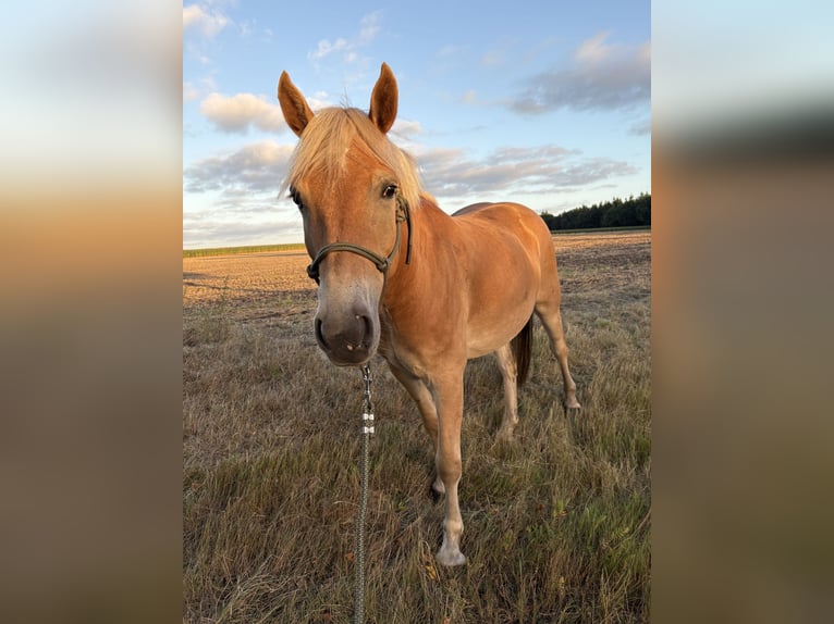 Haflinger Wallach 4 Jahre 150 cm Fuchs in Heeslingen