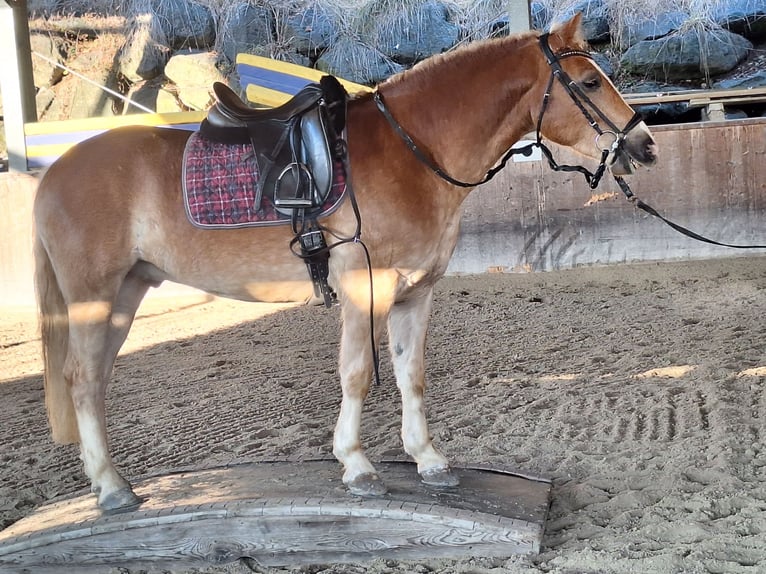 Haflinger Wallach 4 Jahre 150 cm Fuchs in Michelhofen