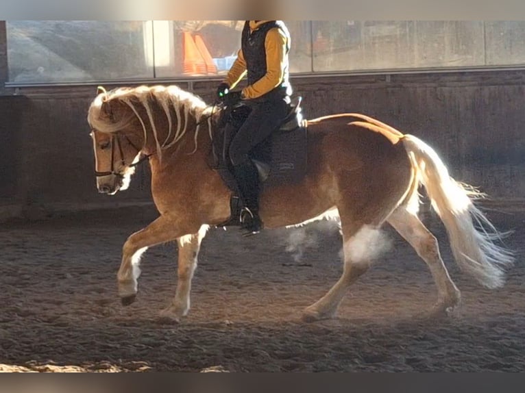 Haflinger Wallach 4 Jahre 150 cm Fuchs in Michelhofen