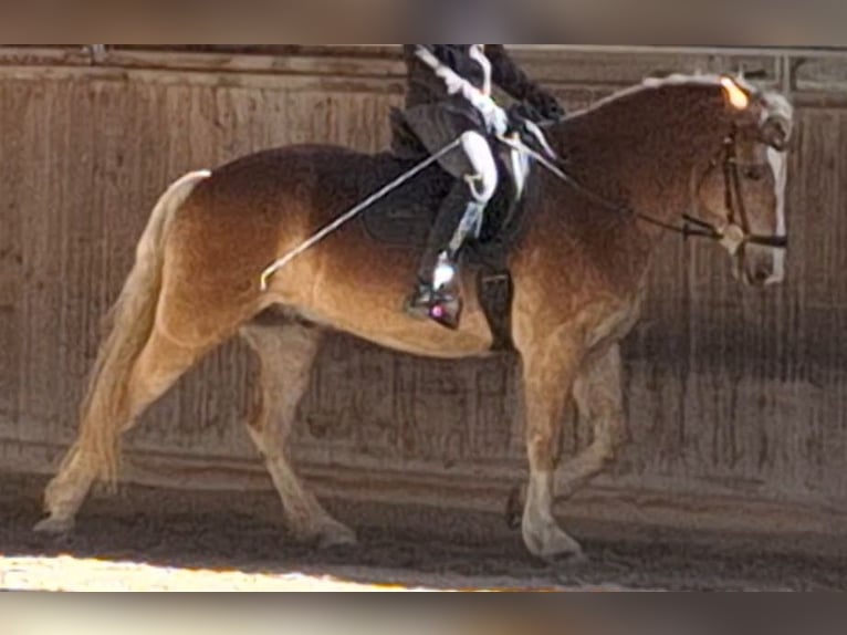 Haflinger Wallach 4 Jahre 150 cm Fuchs in Michelhofen