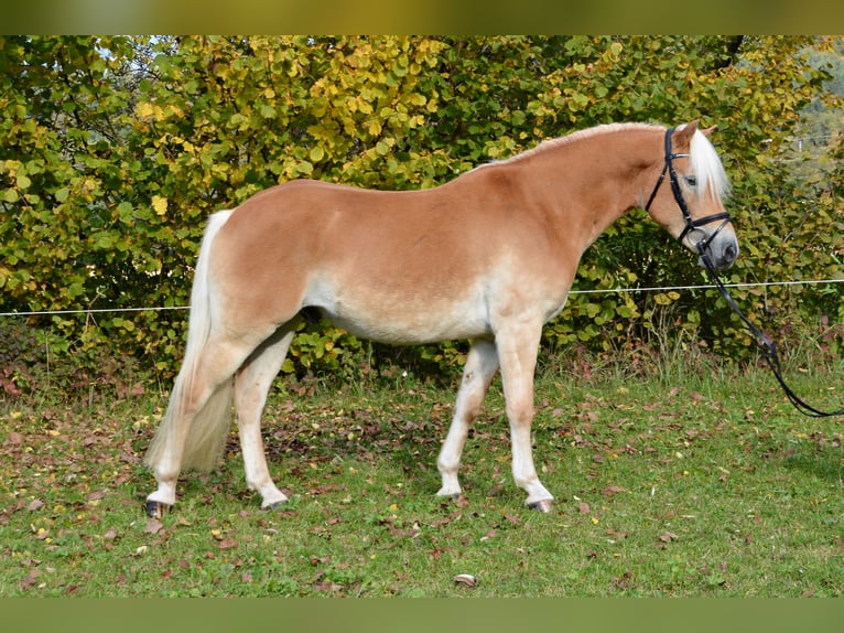 Haflinger Wallach 4 Jahre 150 cm Fuchs in Feistritz ob Bleiburg