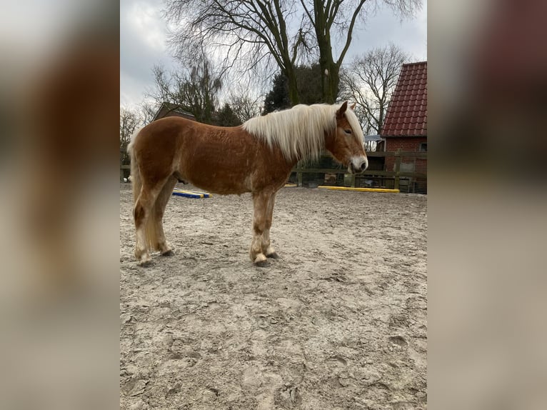 Haflinger Wallach 4 Jahre 150 cm Fuchs in Holtgast