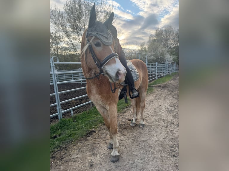 Haflinger Wallach 4 Jahre 151 cm  in Fischamend-Markt