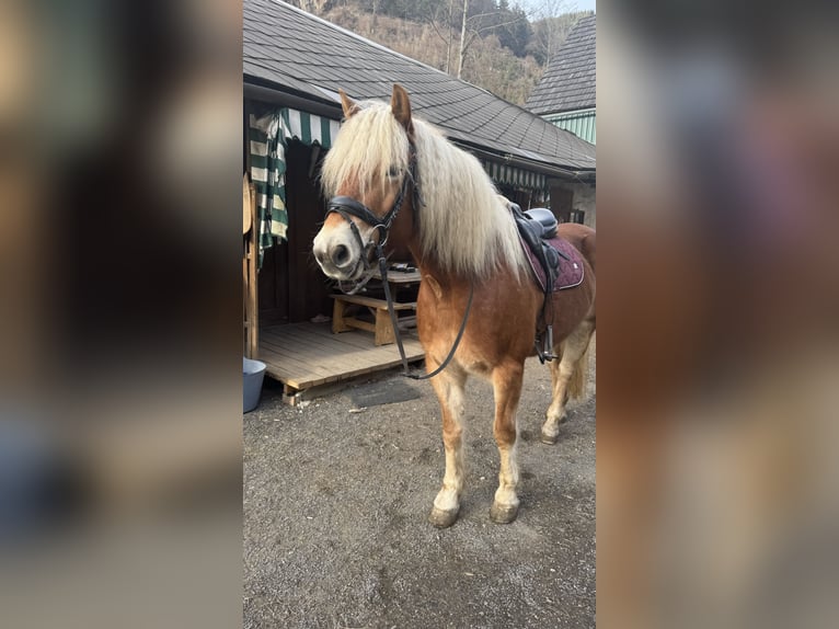Haflinger Wallach 4 Jahre 151 cm Fuchs in St. Peter-Freienstein