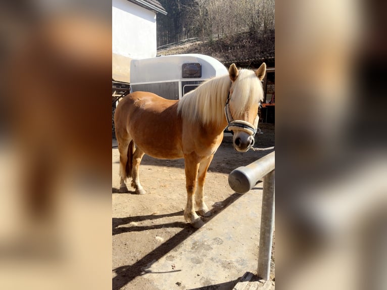 Haflinger Wallach 4 Jahre 151 cm Fuchs in St. Peter-Freienstein