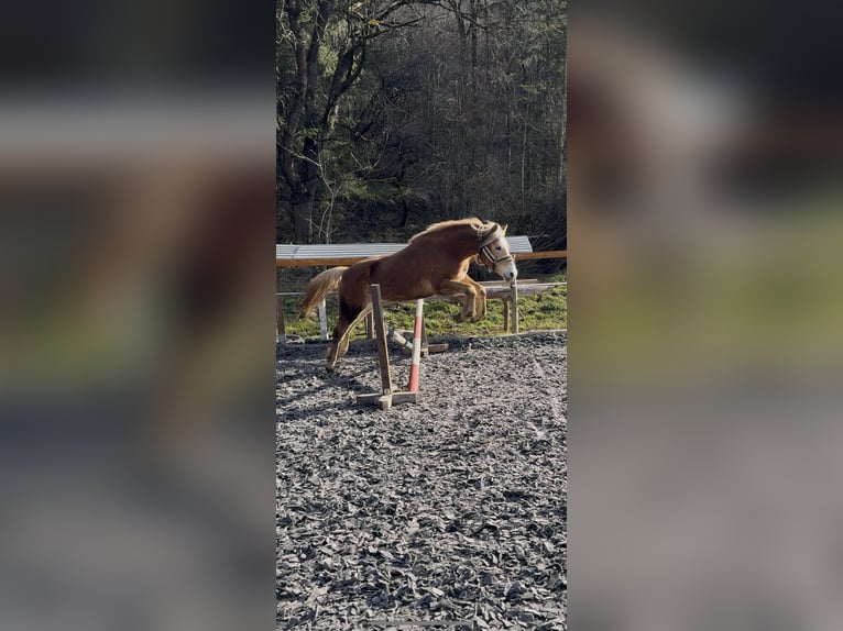 Haflinger Wallach 4 Jahre 151 cm Fuchs in St. Peter-Freienstein
