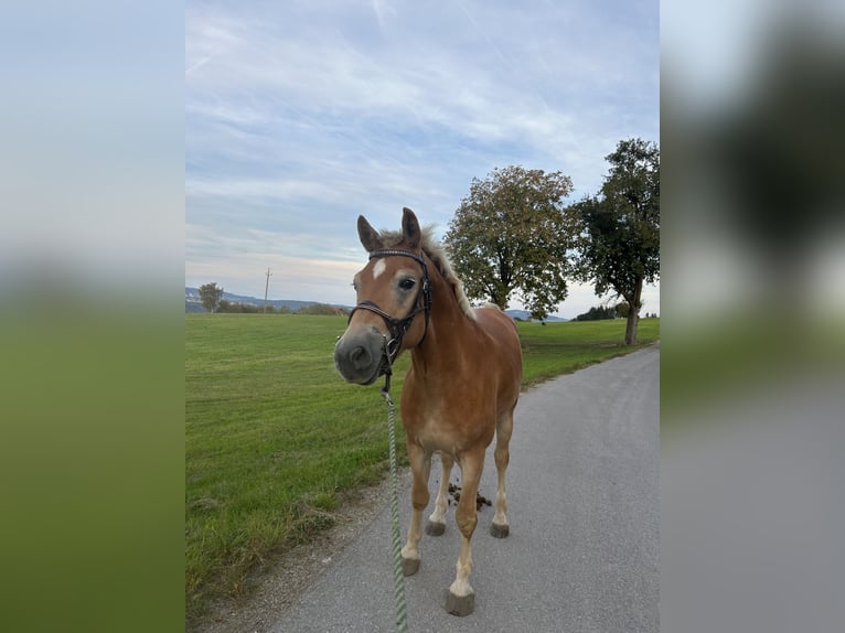 Haflinger Wallach 4 Jahre 151 cm Fuchs in Esternberg
