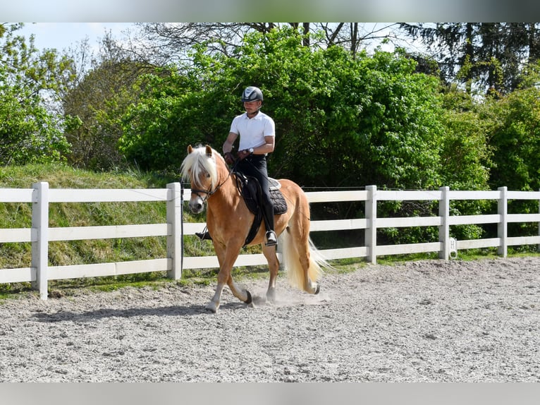 Haflinger Wallach 4 Jahre 151 cm Fuchs in Seebad Bansin