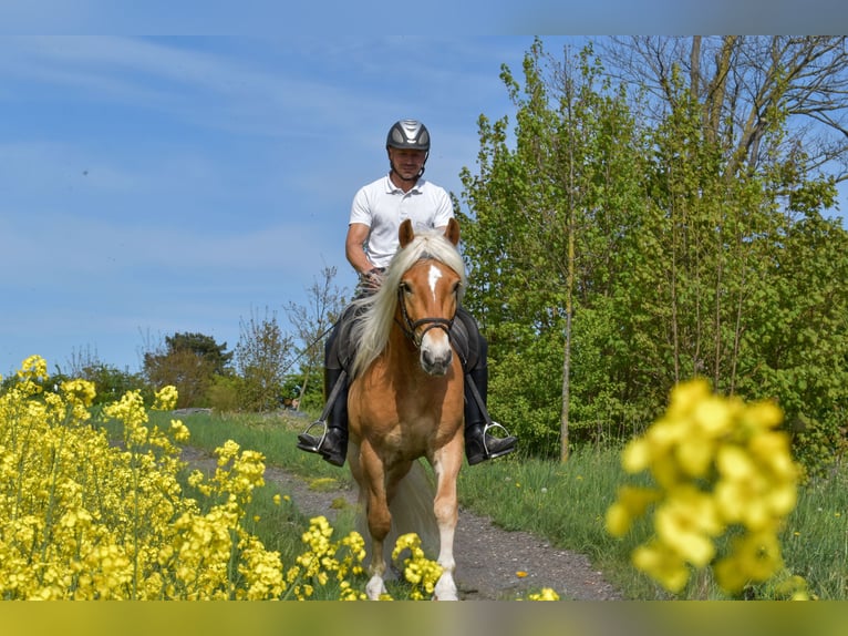 Haflinger Wallach 4 Jahre 151 cm Fuchs in Seebad Bansin