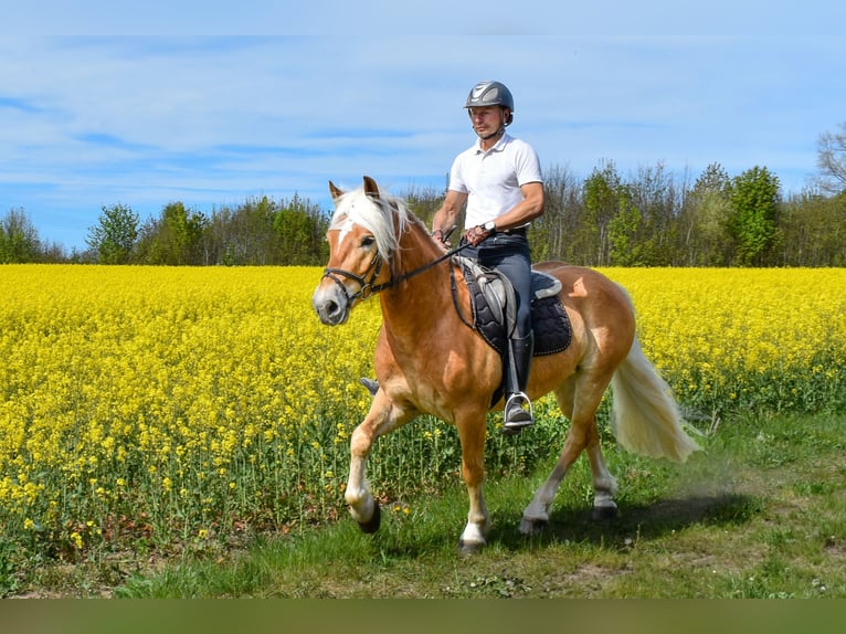 Haflinger Wallach 4 Jahre 151 cm Fuchs in Seebad Bansin