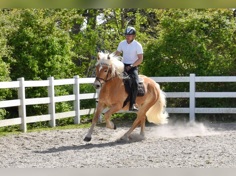 Haflinger Wallach 4 Jahre 151 cm Fuchs in Seebad Bansin