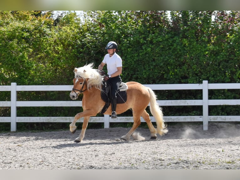 Haflinger Wallach 4 Jahre 151 cm Fuchs in Seebad Bansin