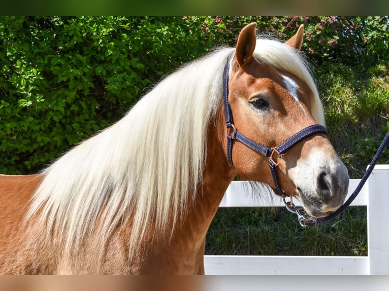 Haflinger Wallach 4 Jahre 151 cm Fuchs in Seebad Bansin