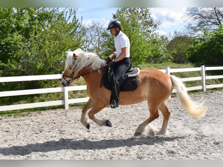 Haflinger Wallach 4 Jahre 151 cm Fuchs in Seebad Bansin