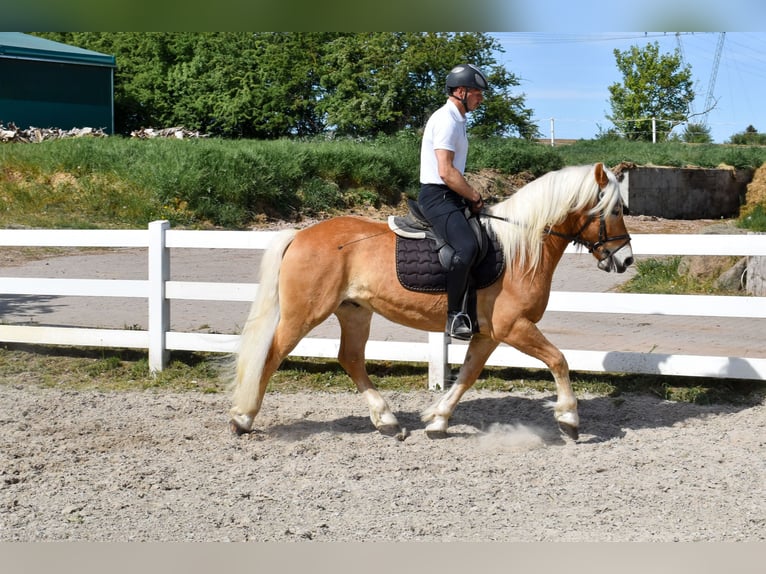 Haflinger Wallach 4 Jahre 151 cm Fuchs in Seebad Bansin