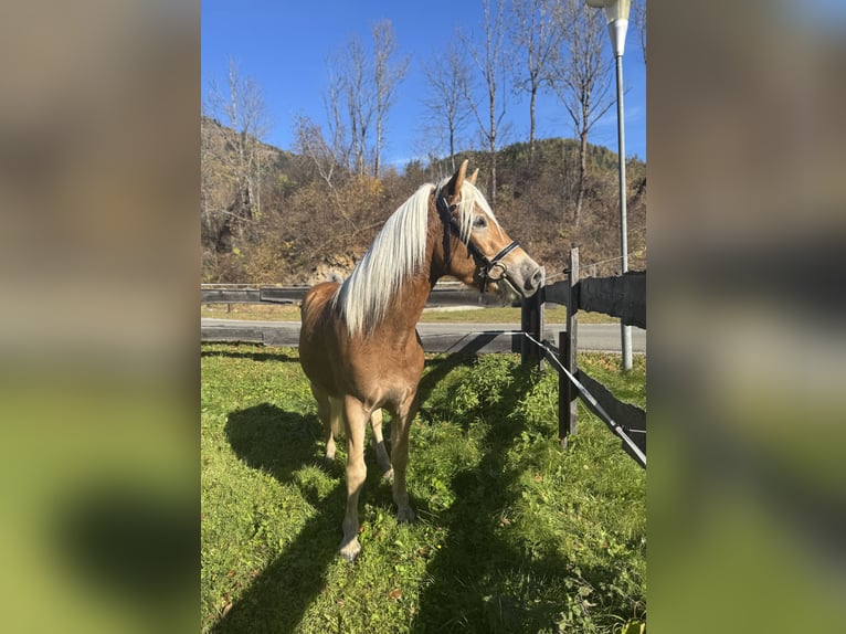 Haflinger Wallach 4 Jahre 151 cm Fuchs in St.Peter am Kammersberg