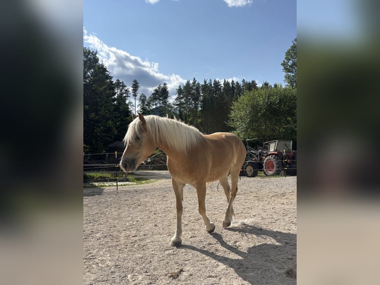 Haflinger Wallach 4 Jahre 151 cm Palomino in Wilhelmsburg