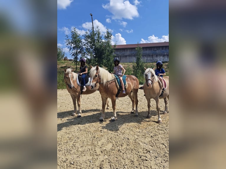 Haflinger Wallach 4 Jahre 151 cm Palomino in Wilhelmsburg