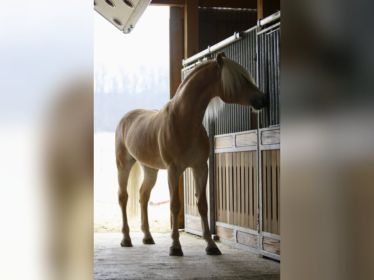 Haflinger Wallach 4 Jahre 152 cm Fuchs in Doenrade