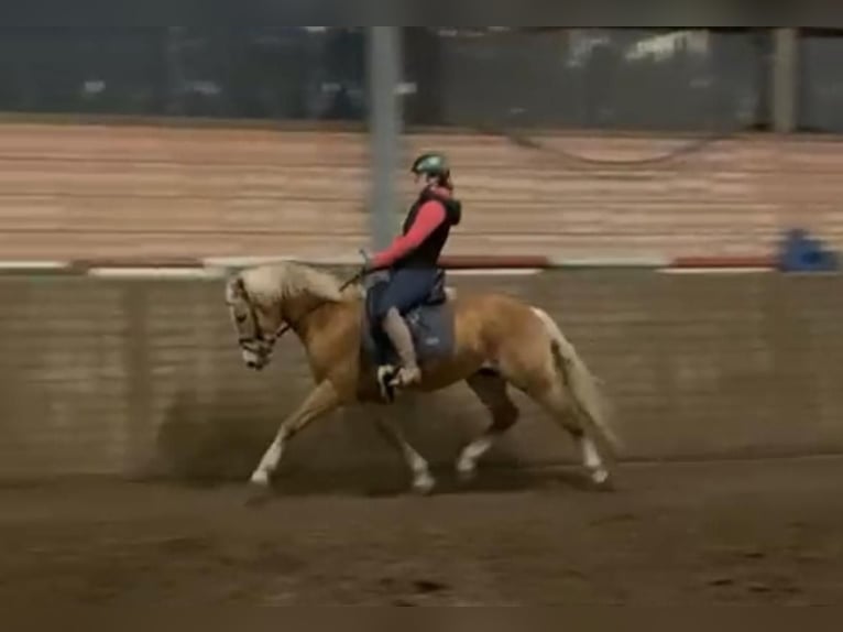 Haflinger Wallach 4 Jahre 152 cm Fuchs in Meinersen