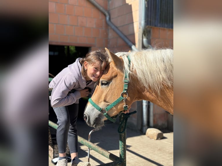 Haflinger Wallach 4 Jahre 152 cm Fuchs in Meinersen