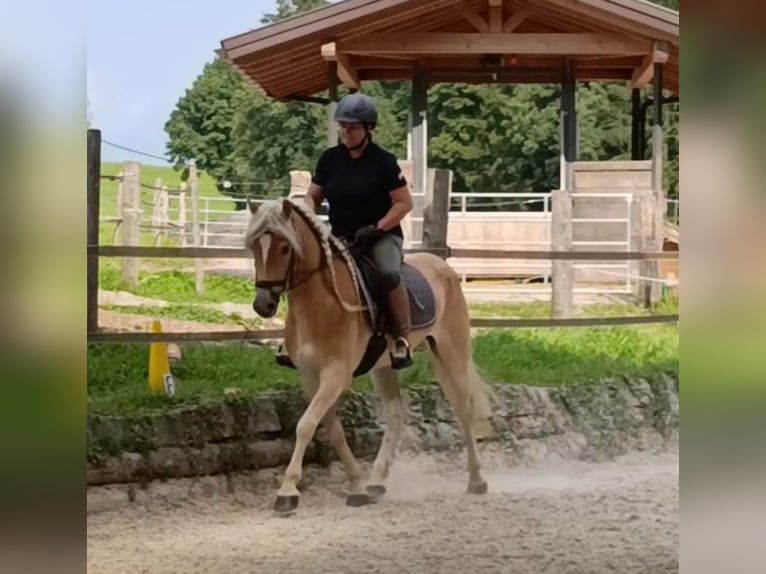Haflinger Wallach 4 Jahre 152 cm Fuchs in Schleedorf