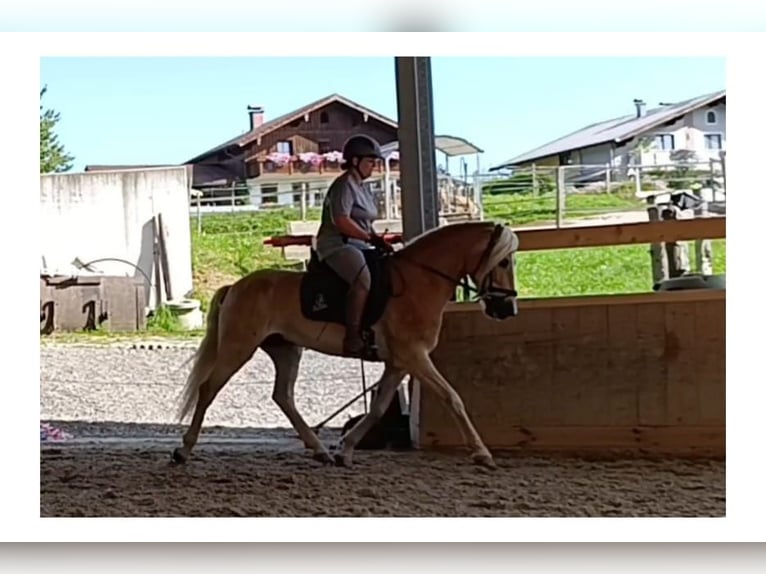Haflinger Wallach 4 Jahre 152 cm Fuchs in Schleedorf