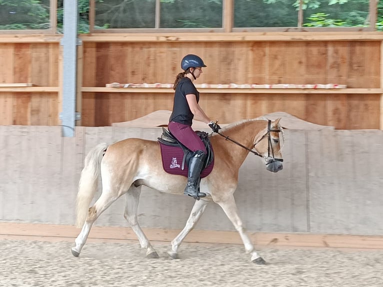 Haflinger Wallach 4 Jahre 152 cm Fuchs in Schleedorf