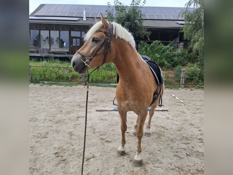 Haflinger Wallach 4 Jahre 152 cm Fuchs in Freistadt